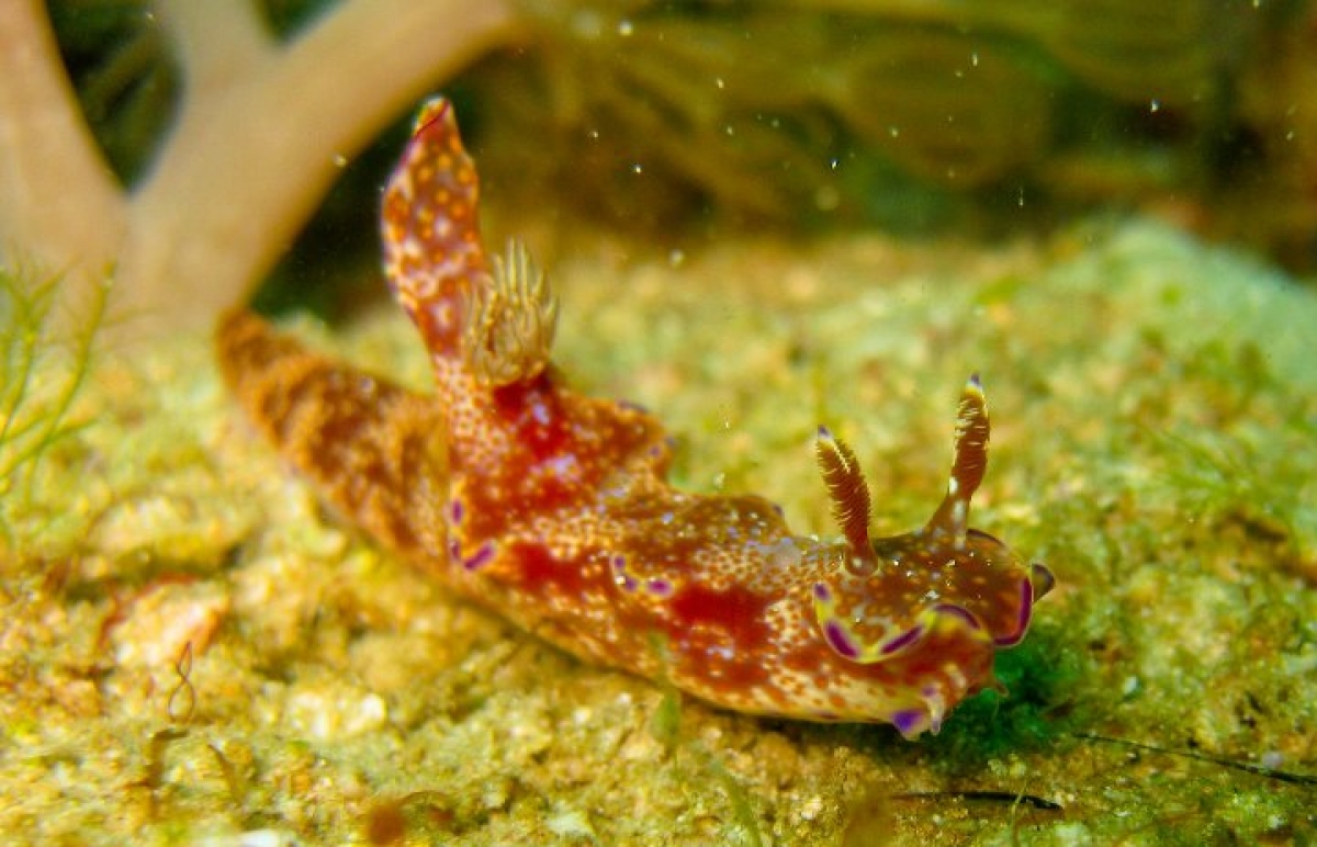 Slender Ceratosoma