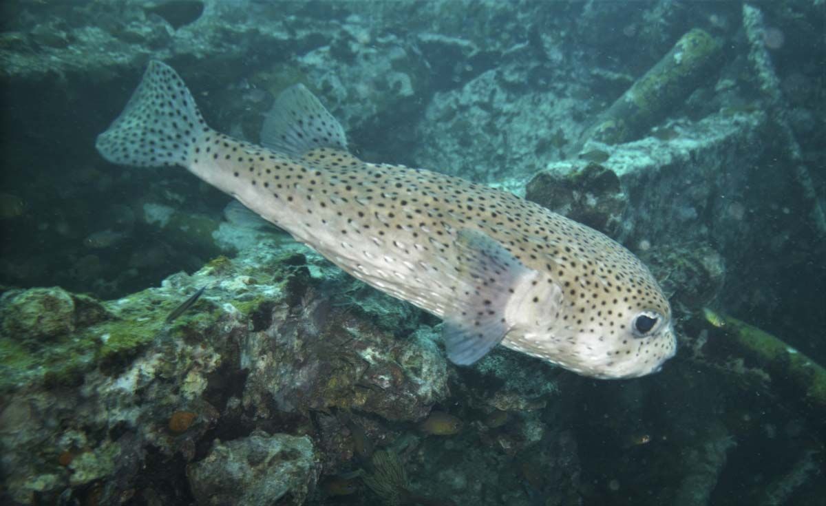 Freckled Porcupinefish