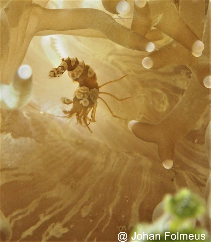 A Squat/Sexy Shrimp (Thor amboinensis)