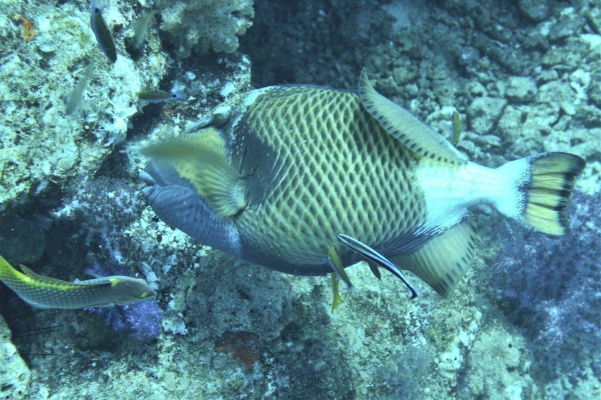 Titan Triggerfish (Balistoides viridescens)