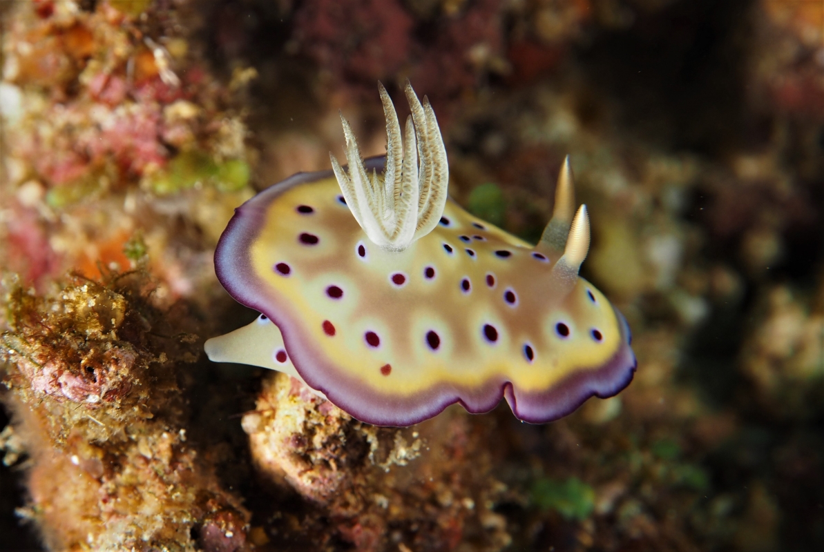 Tryon's Hypselodoris