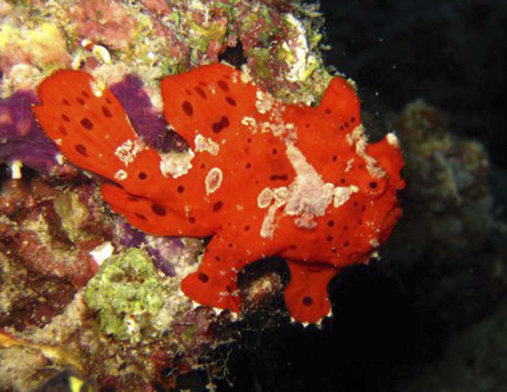 Orange Warty Frogfish (Antennarius maculatus)
