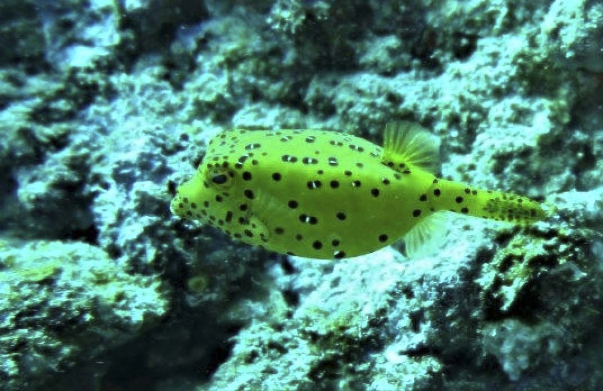 Yellow Boxfish (Ostracion cubicus) swims across the reef