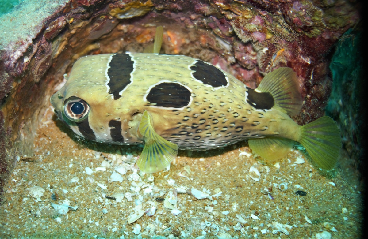 Black-Blotched Porcupinefish (Diodon liturosus)