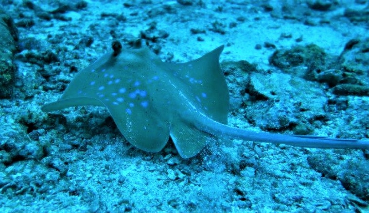 Bluespotted Stingray (Neotrygon khulii) resting in the sand in Thailand.