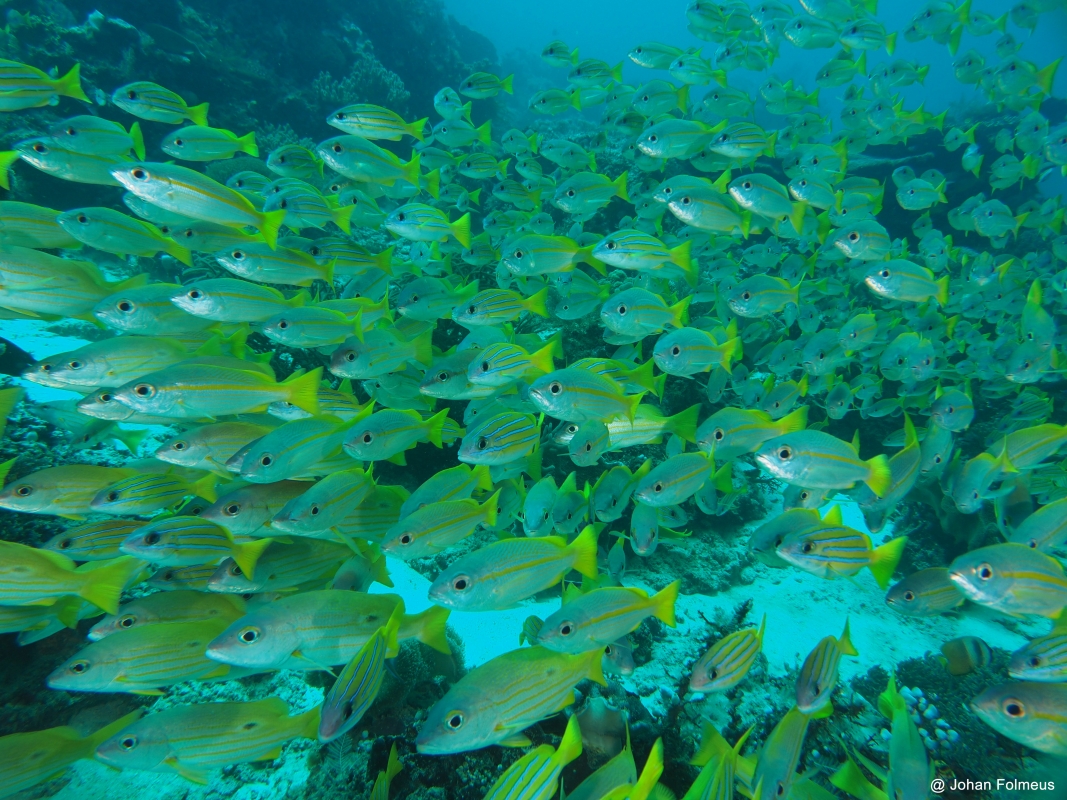 Bluestripe-Snapper