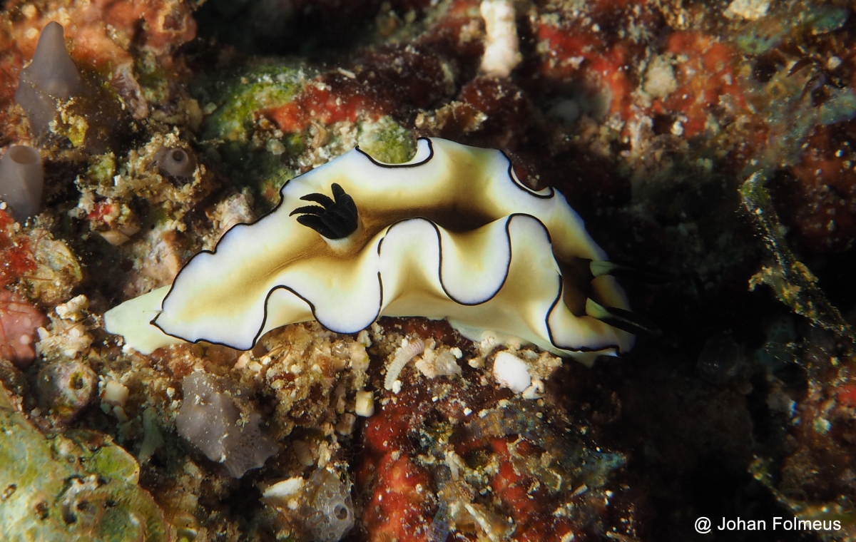 Cheesecake Nudibranch