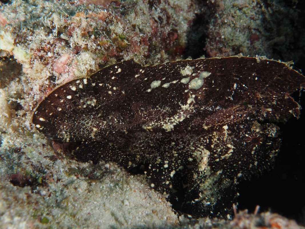 Cockatoo Waspfish (Ablabys taenianotus)