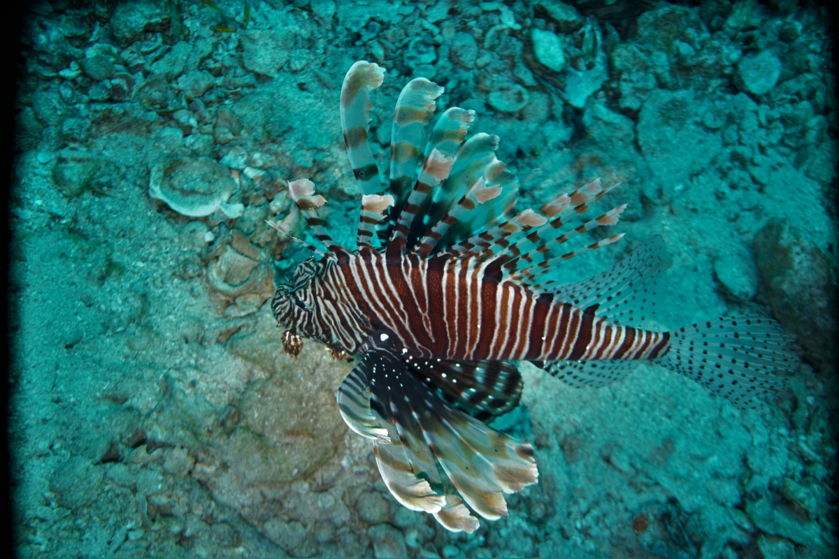 Common Lionfish