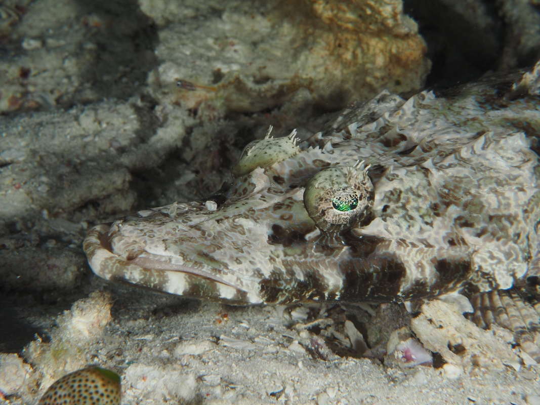 Crocodilefish (Cymbacephalus beauforti)