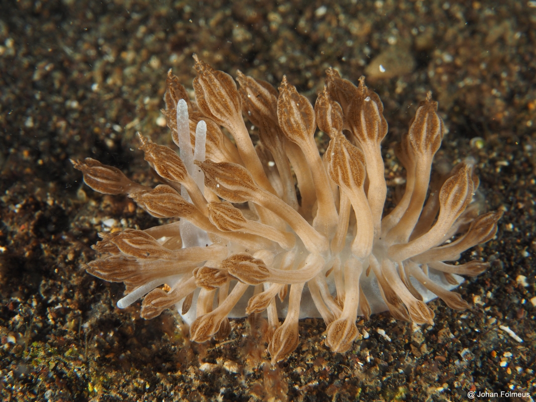 Cryptic Phyllodesmium