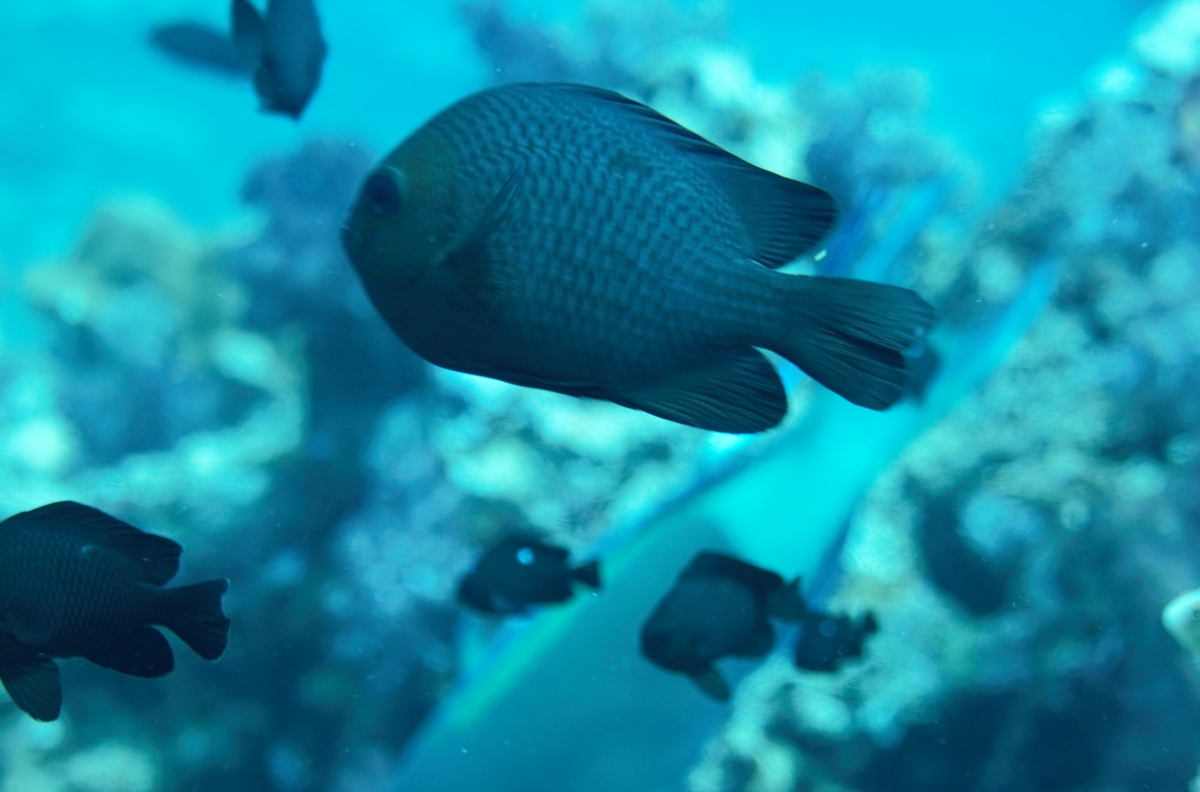 Damselfish