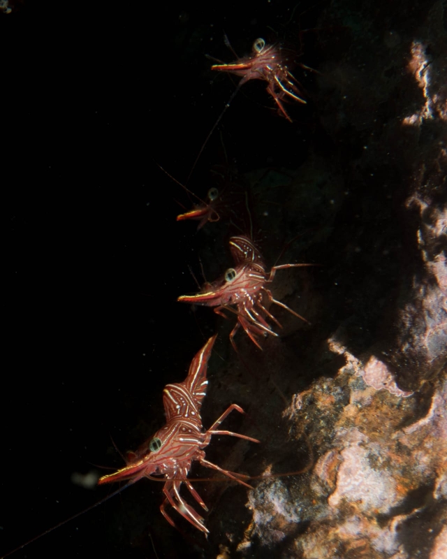 Durban Dancing Shrimps
