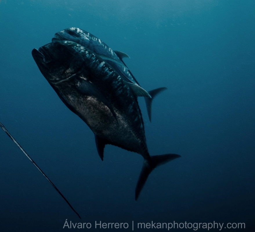 Giant Trevally following a Manta Ray at Richelieu Rock, Thailand