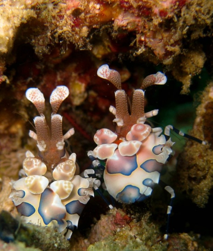 Harlequin Shrimp (Hymenocera picta), Indonesia