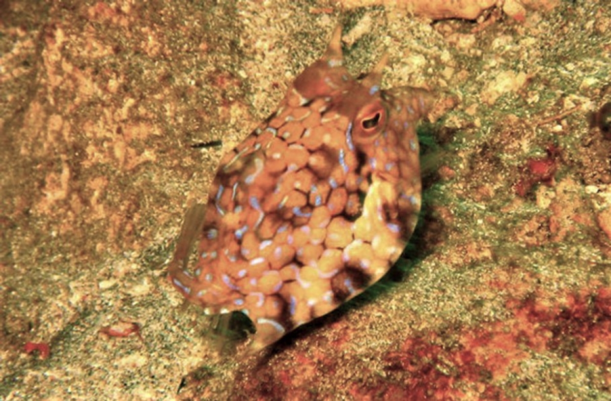 Horned Boxfish or Longhorn Cowfish (Lactoria cornuta) in Indonesia
