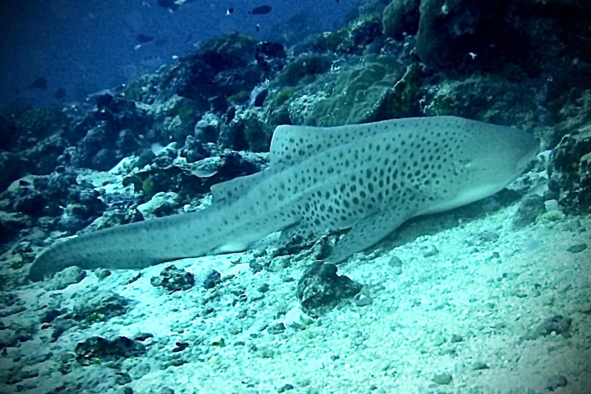 Leopard Shark (Stegostoma fasciatum)