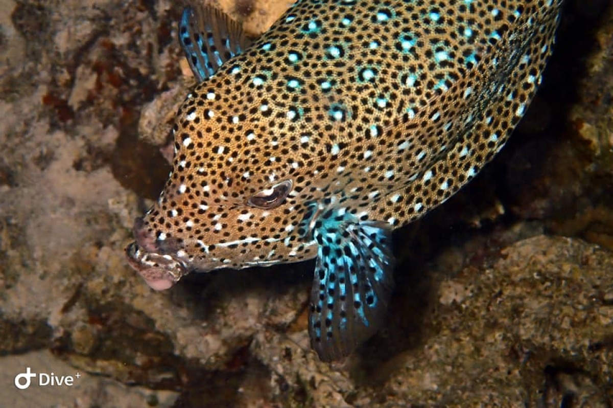 Yellow Boxfish (adult male)