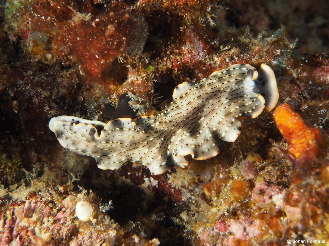 Acanthozoon Flatworm