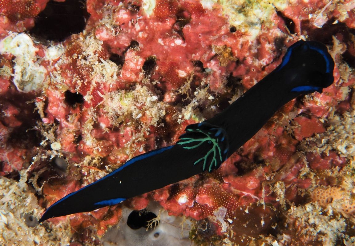 Morose Nudibranch (Tambja morosa) Marine Life Liveaboard Diving