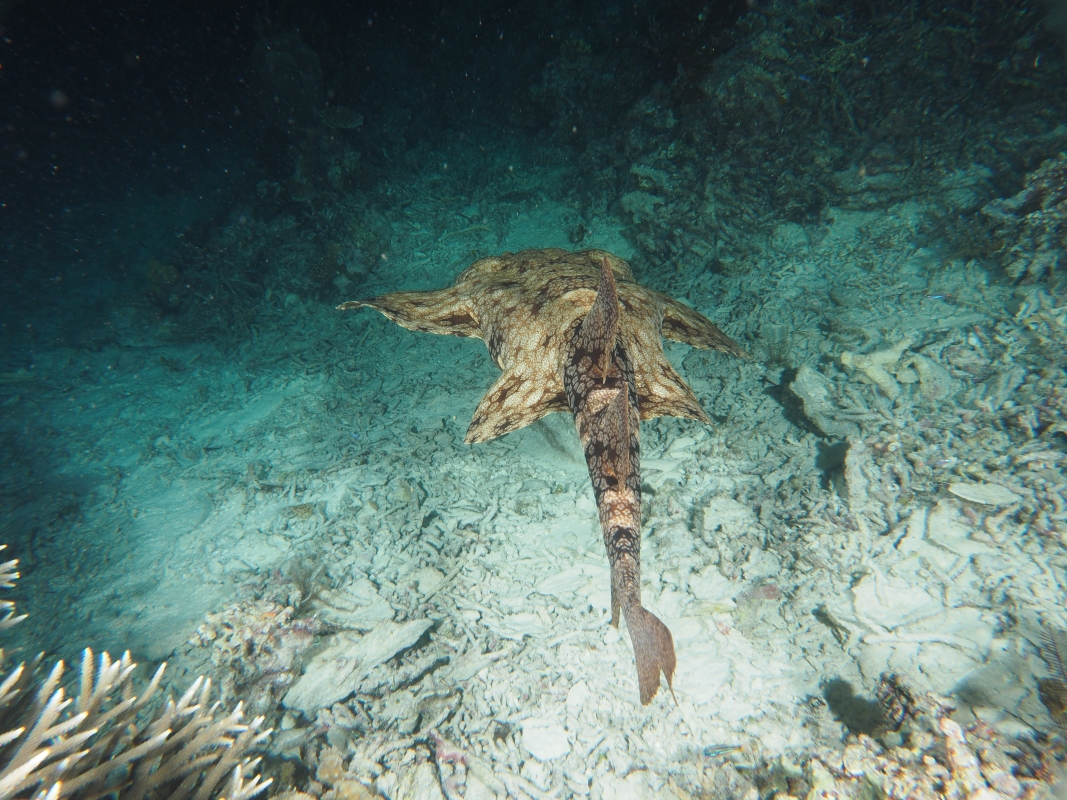 Orectolobus leptolineatus : Indonesian Wobbegong Carpet Shark (Orectolobidae)