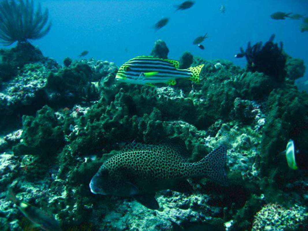 Harlequin Sweetlips