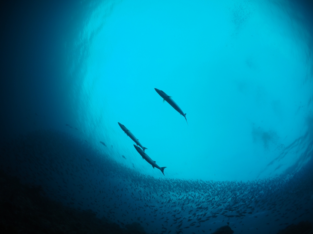 Barracuda