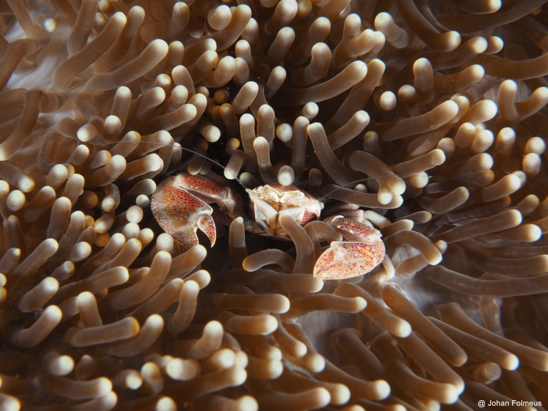 Porcelain Anemone Crab (Neopetrolisthes ohshimal)