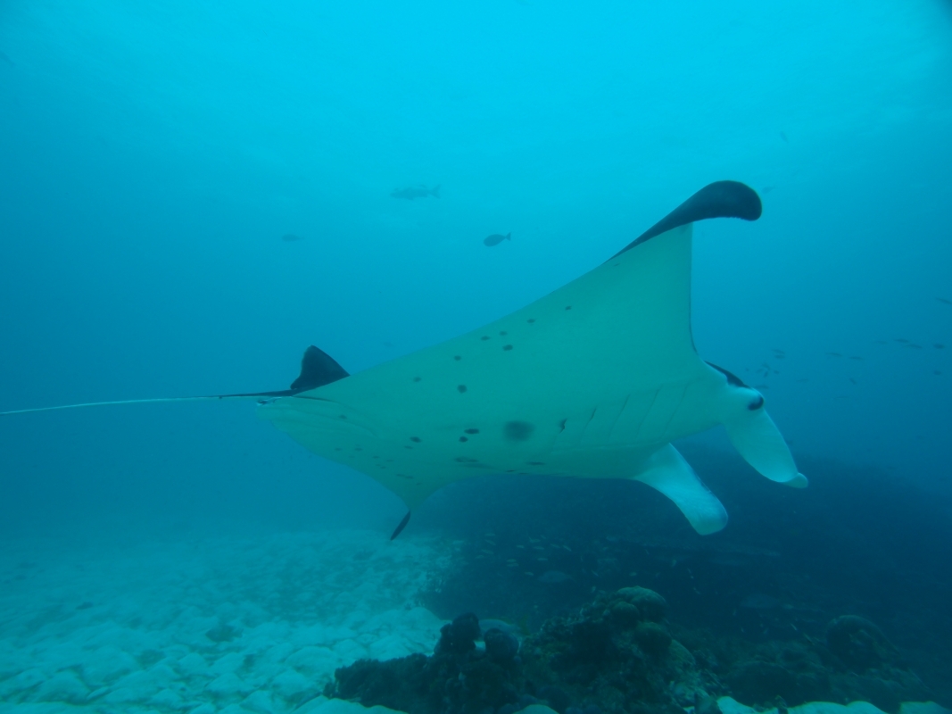 Reef Manta Ray