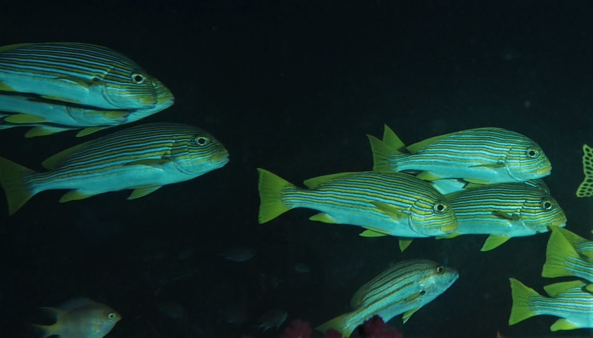 A group of Ribboned Sweetlips (Plectorhincus polytaenia)
