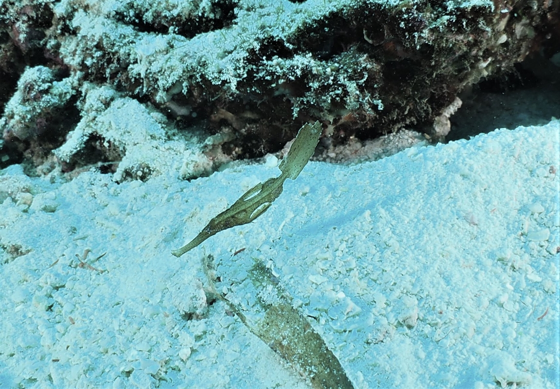 Robust Ghost Pipefish (Solenostomus cyanopterus)