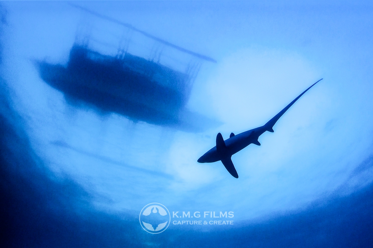 Thresher Shark (Alopias pelagicus) - Marine Life - Liveaboard Diving