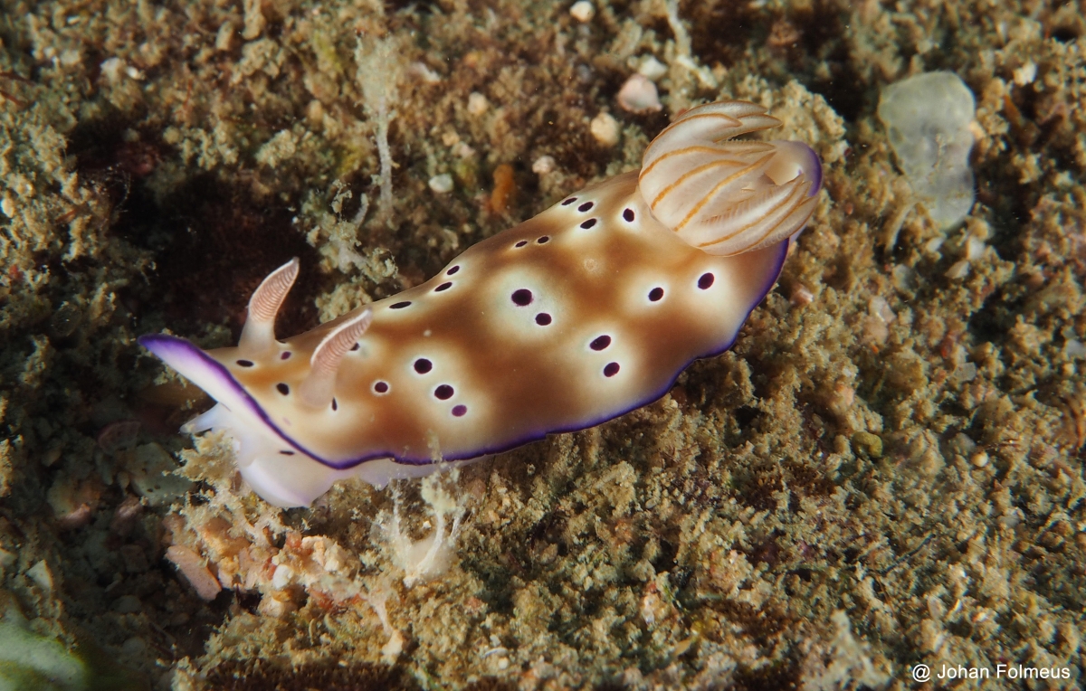 Tryon's Hypselodoris
