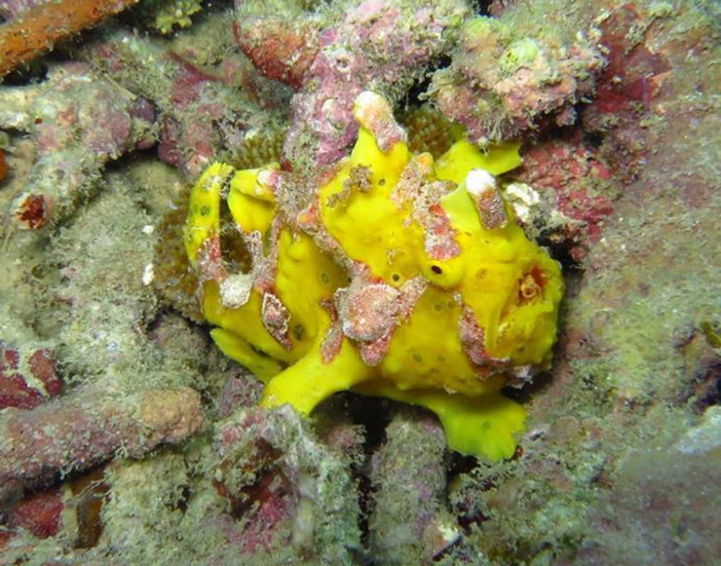 A yellow & grey Warty Frogfish (Antennarius maculatus)