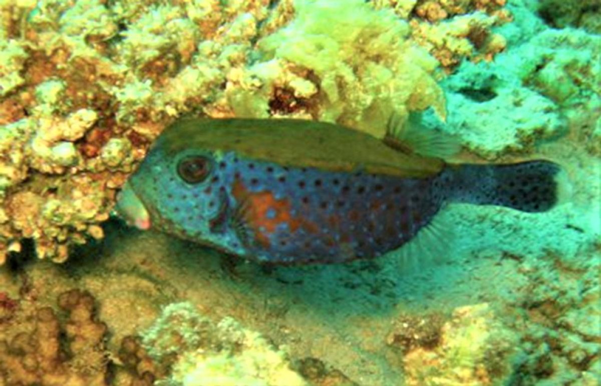 Spotted Boxfish (Ostracion meleagris) Marine Life Liveaboard Diving