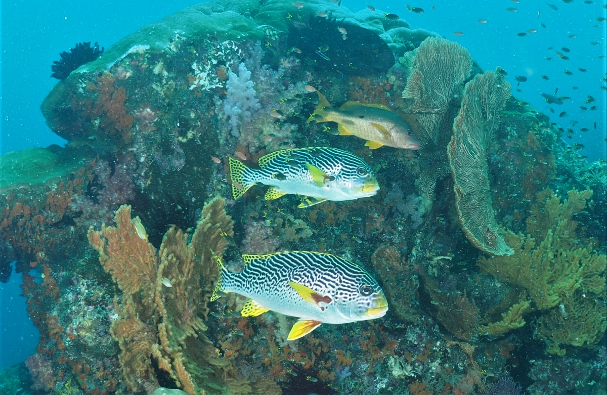 A pair of Yellow-Banded Sweetlips at depth late in the day (Plectorhinchus lineatus)