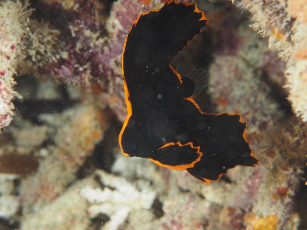 Pinnate Batfish (Platax pinnatus) Marine Life Liveaboard Diving