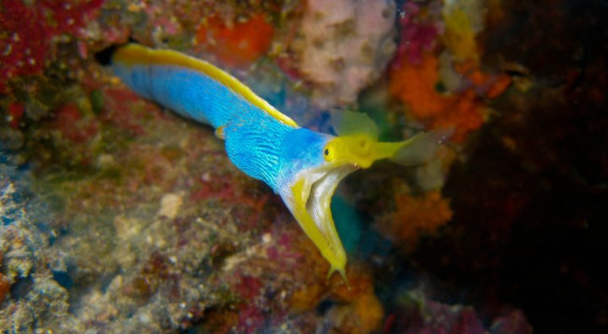 Adult Ribbon Eel  (Rhinomuraena quaesita)