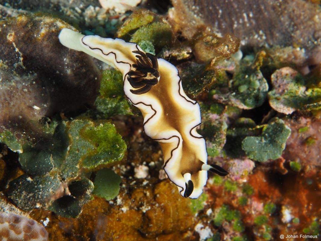 Cheesecake Nudibranch