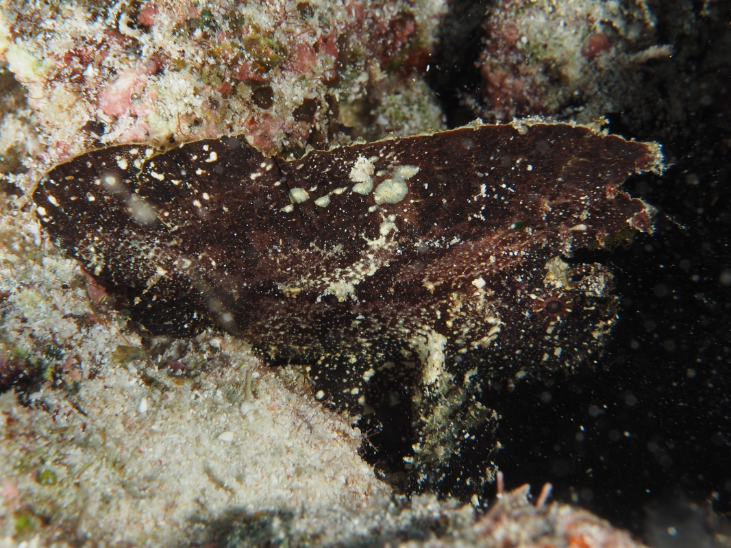 Cockatoo Waspfish (Ablabys taenianotus)