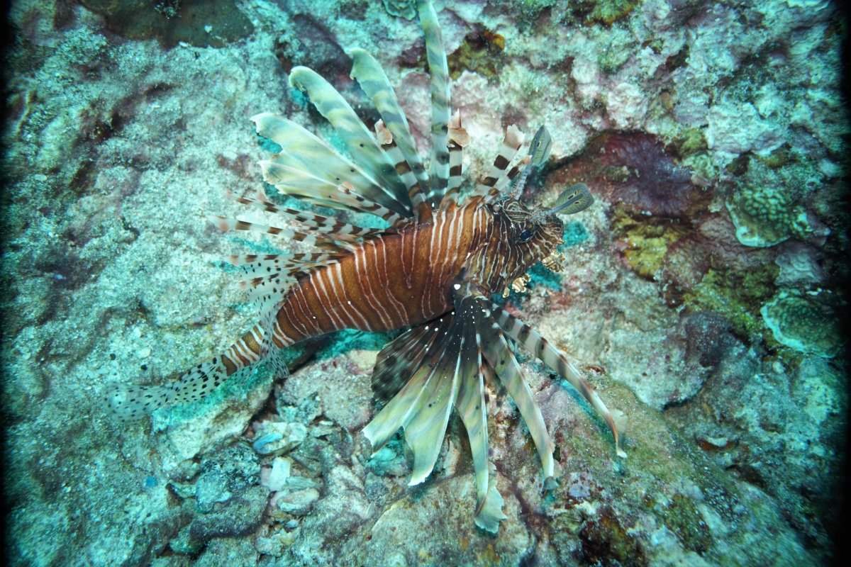 Common Lionfish
