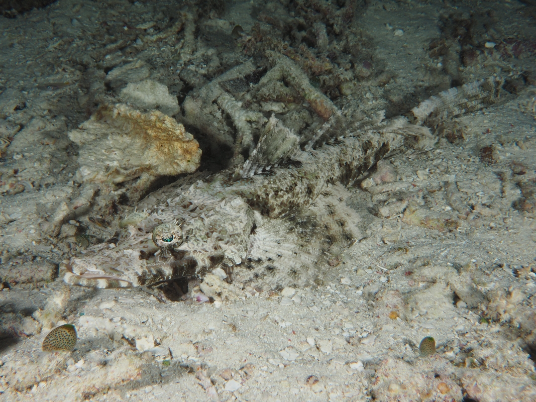 Crocodilefish (Cymbacephalus beauforti)