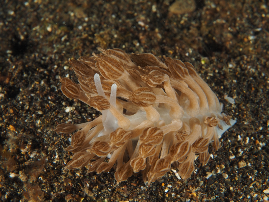 Cryptic Phyllodesmium