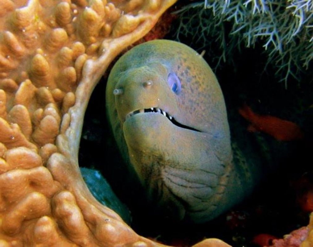 Giant Moray Eel (Gymnothorax javanicus) Marine Life Liveaboard Diving
