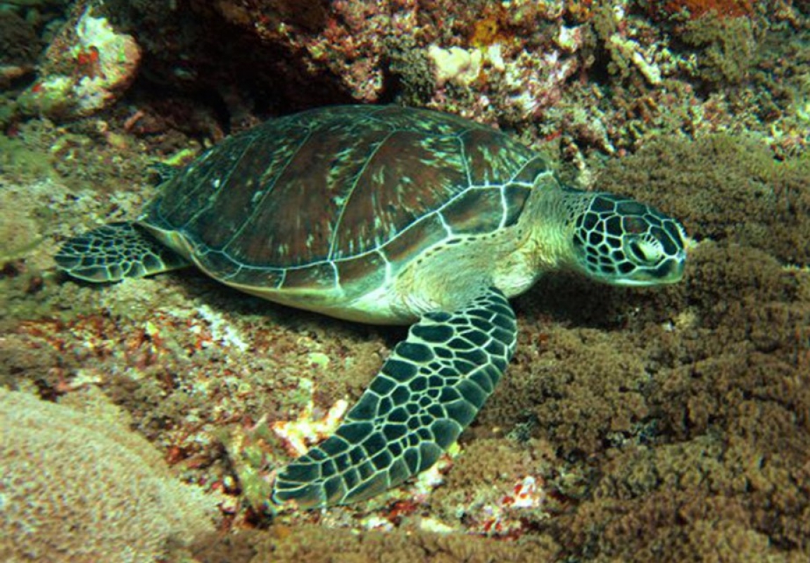 Green Turtle Chelonia mydas