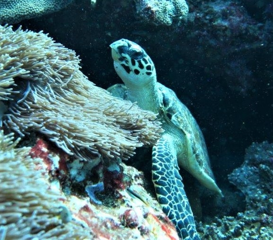 Hawksbill Turtle (Eretmochelys imbricata) in Thailand