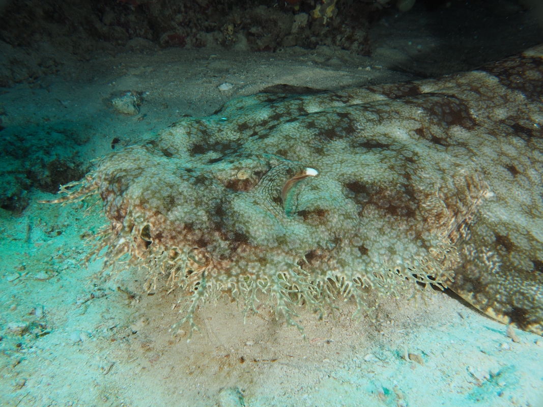Indonesian Wobbegong (Orectolobus leptolineatus)