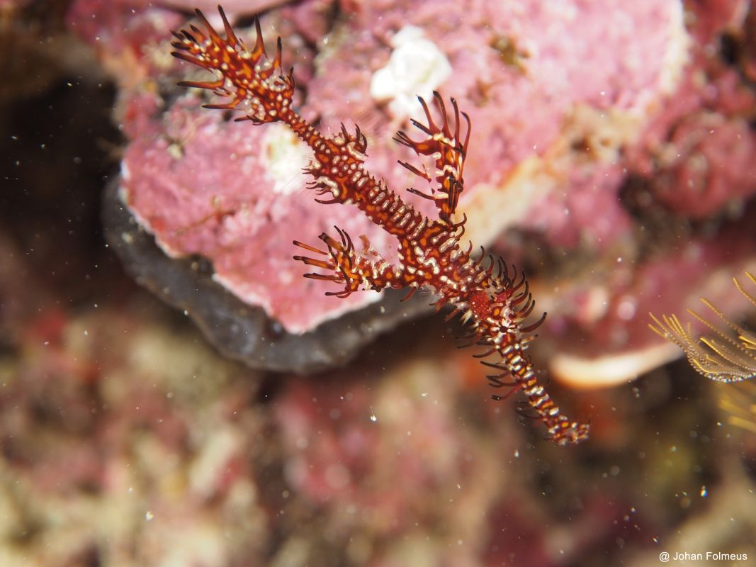 Ornate Ghost Pipefish (Solenostomus paradoxus) Marine Life