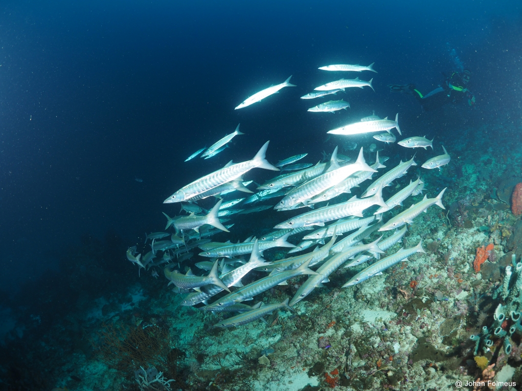 Barracuda