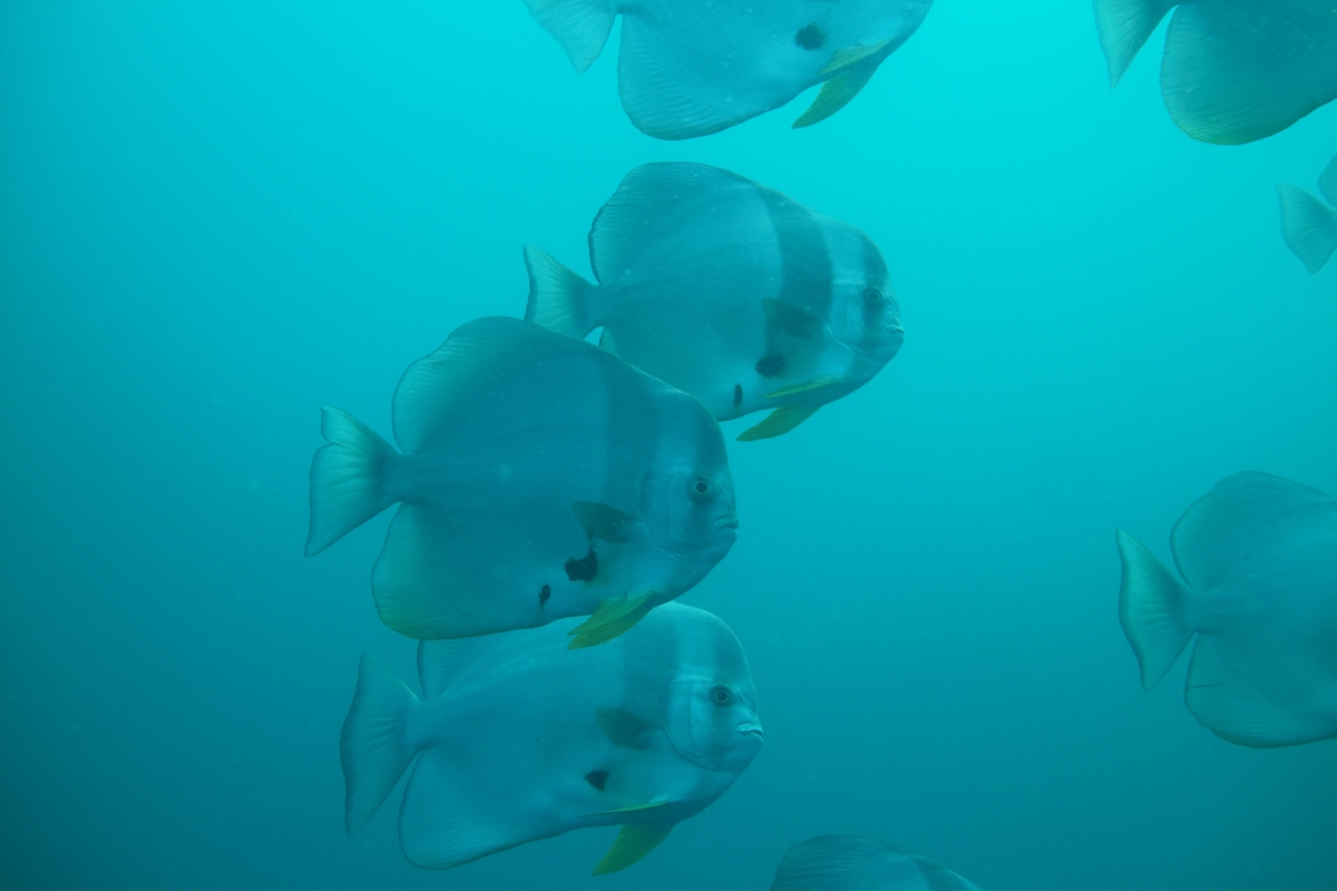 Teira Batfish Surin National Park Stock Photo 122164159 | Shutterstock